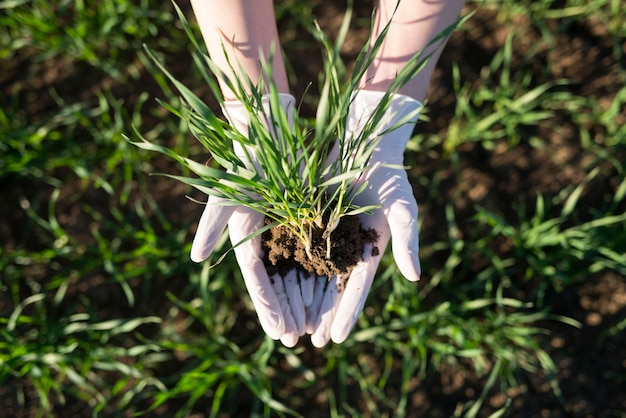 Manos del agricultor sosteniendo cultivos con suelo fértil en el campo