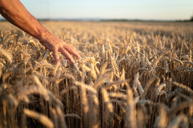 Manos de los agricultores atravesando cultivos en campo de trigo al atardecer