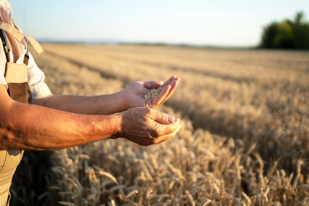 Manos de agricultores y cultivos de trigo en el campo.