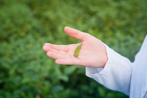 Manos de agrónomo sosteniendo cultivos de soja en el campo