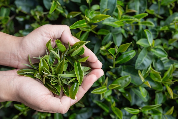 Manos asiáticas de la mujer del recolector de té - muchacha ascendente, bonita de la cosecha del té en la plantación.