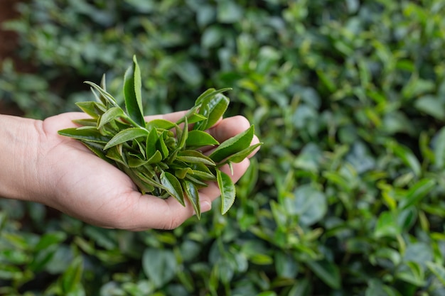 Manos asiáticas de la mujer del recolector de té - muchacha ascendente, bonita de la cosecha del té en la plantación.