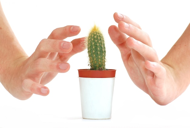 Manos con un cactus