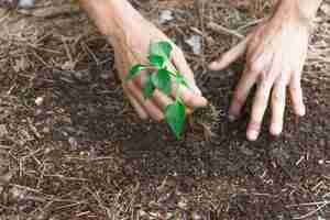 Foto gratuita manos de cultivo plantng brotan en la suciedad