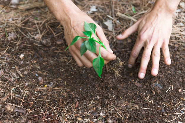 Manos de cultivo plantng brotan en la suciedad