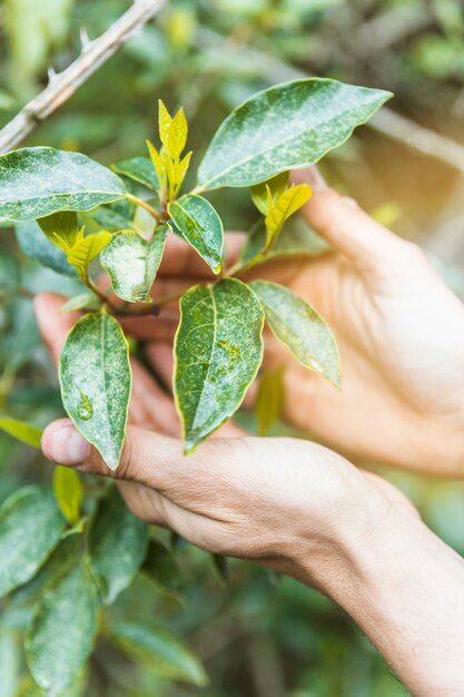 Manos de cultivo tocando ramas de arbustos