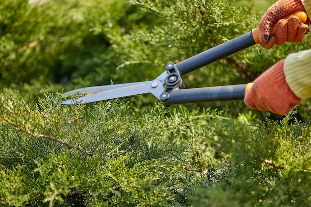 Las manos del jardinero con guantes naranjas están recortando el arbusto verde cubierto usando tijeras de cobertura en el soleado patio trasero. Jardín paisajista trabajador. De cerca