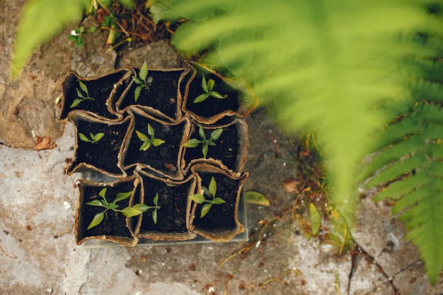 Manos de mujer en guantes plantando plantas jóvenes