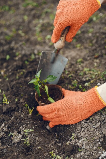 Manos de mujer en guantes plantando plantas jóvenes