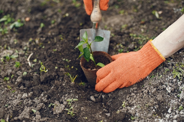 Manos de mujer en guantes plantando plantas jóvenes