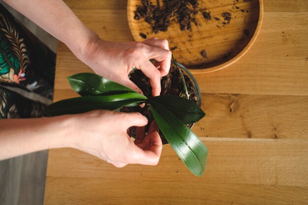 Manos de mujer plantar una flor en la casa