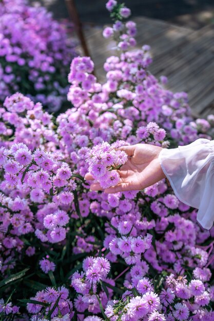 Las manos de las mujeres tocan flores púrpuras en los campos