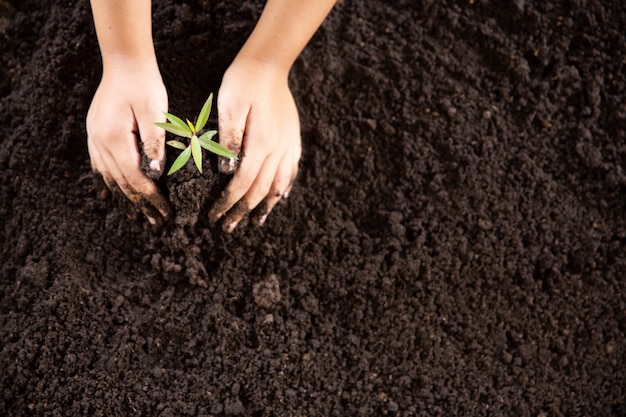 Manos de niño sosteniendo y cuidando una planta verde joven