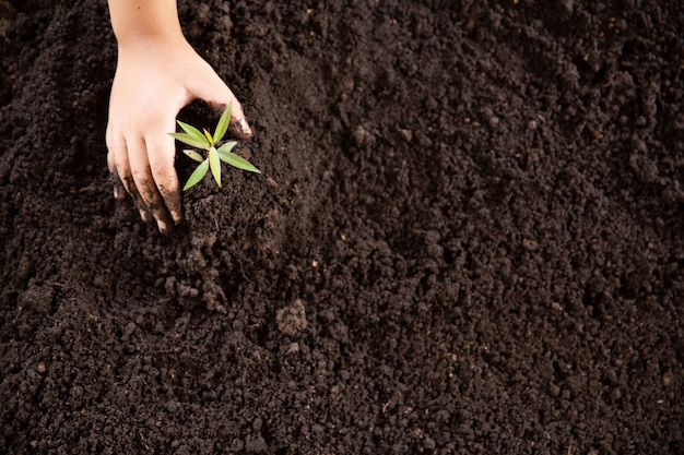 Foto gratuita manos de niño sosteniendo y cuidando una planta verde joven