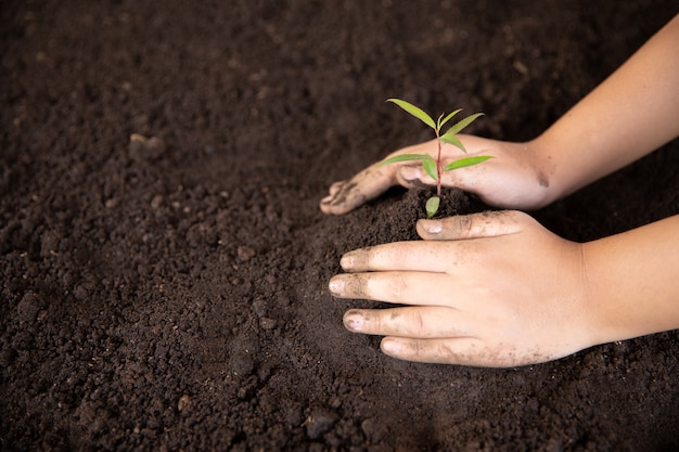 Manos de niño sosteniendo y cuidando una planta verde joven