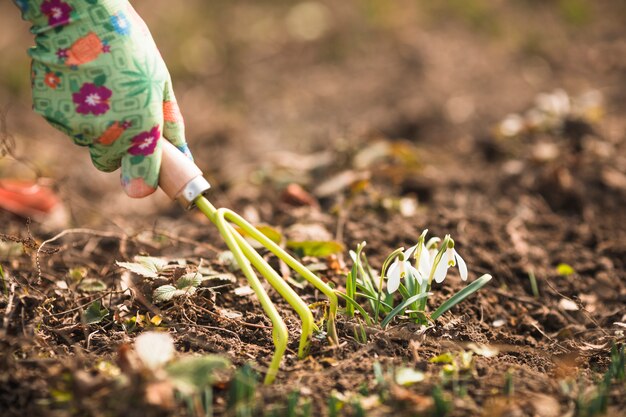 Manos plantando