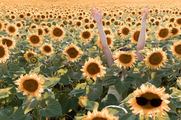 Manos de primer plano en campo de girasol