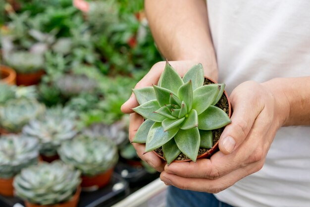 Manos de primer plano con planta de casa elegante