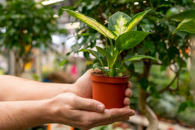 Manos de primer plano con planta de la casa