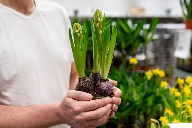 Manos de primer plano con planta de interior