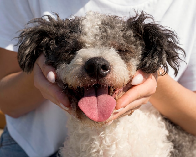 Manos de primer plano sosteniendo lindo perro