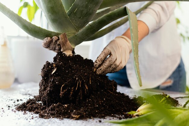 Manos de primer plano sosteniendo la planta y el suelo