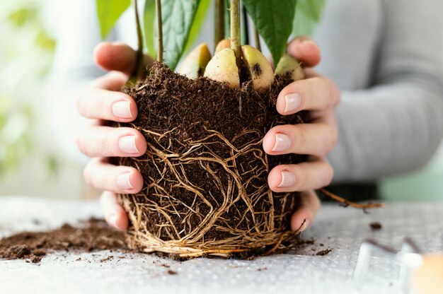 Manos de primer plano sosteniendo la planta con suelo