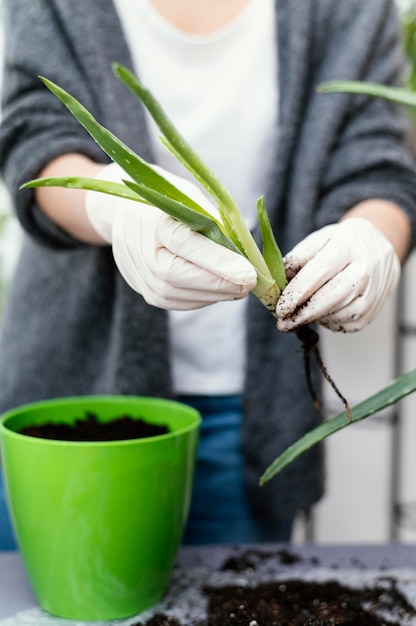 Manos de primer plano sosteniendo la planta