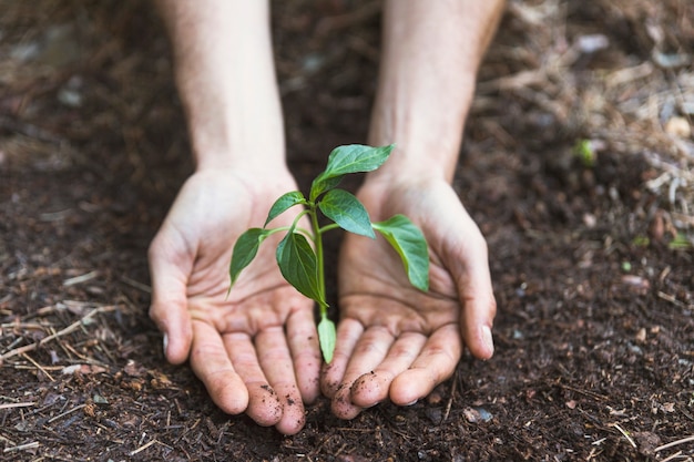 Foto gratuita manos protegiendo la planta