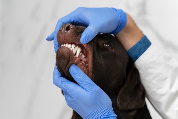 Manos revisando la boca del perro de cerca