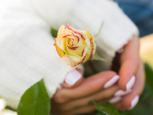 Manos sosteniendo hermosa rosa de primavera