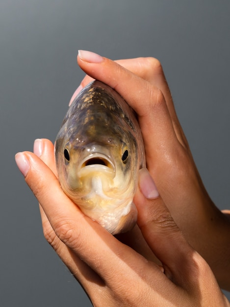 Foto gratuita manos sosteniendo primer plano de pescado fresco