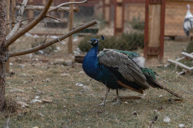 mantener y criar pavos reales domésticos