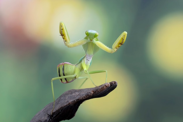 Foto gratuita mantis escudo gigante closeup con posición de autodefensa escudo mantis closeup en