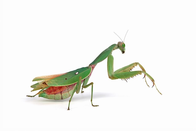 Mantis escudo gigante closeup con posición de autodefensa sobre fondo blanco.