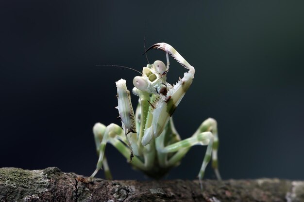 Mantis de flor con bandas en primer plano de insecto de flor roja