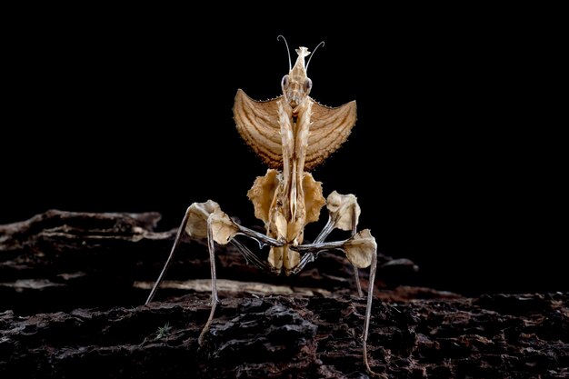 Mantis flor del diablo closeup en yema seca con fondo negro Idolomantis diabolica closeup