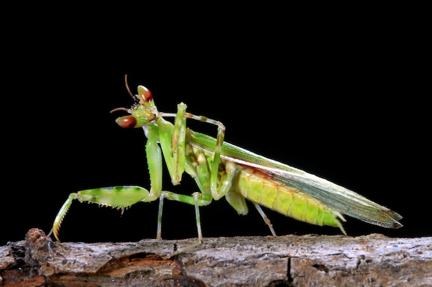 Mantis de flor hermosa cara de primer plano con fondo negro