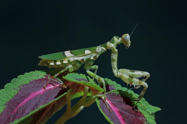 Mantis de flores con bandas en el primer plano de insecto de rama Mantis de flores con bandas aislado sobre fondo negro