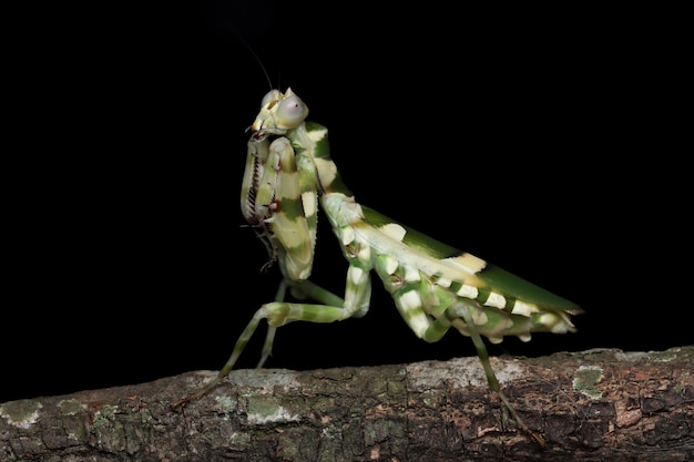 Mantis de flores con bandas en primer plano de insecto de rama