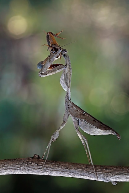 Mantis hoja muerta en rama comiendo insectos Mantis hoja muerta en hojas Mantis hoja muerta closeup