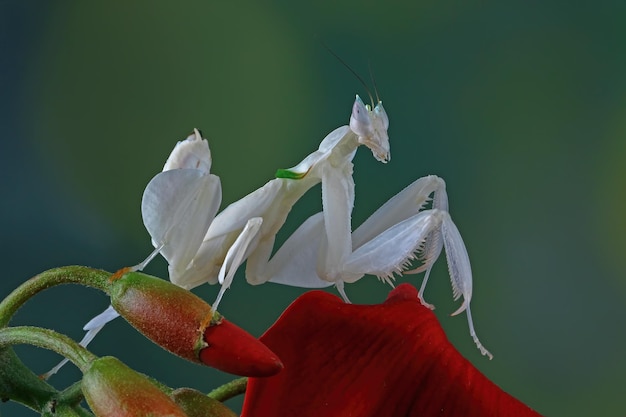 Mantis orquídea en flor hermosa mantis en flor