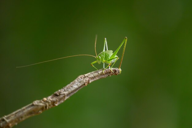 Mantis en rama de árbol