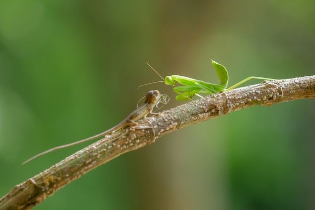 Mantis en rama de árbol