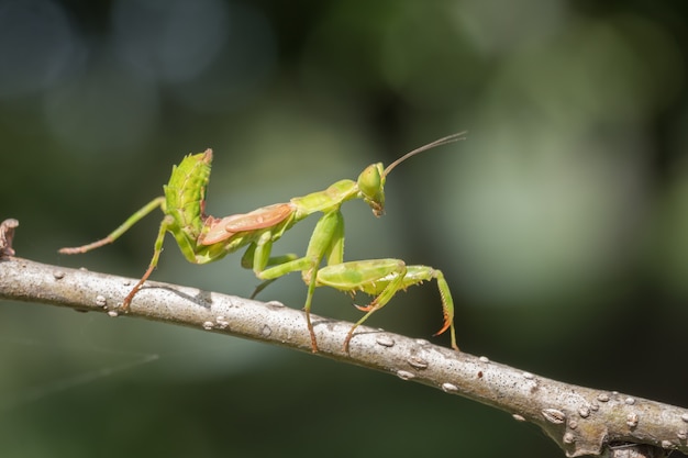 Mantis en rama de árbol