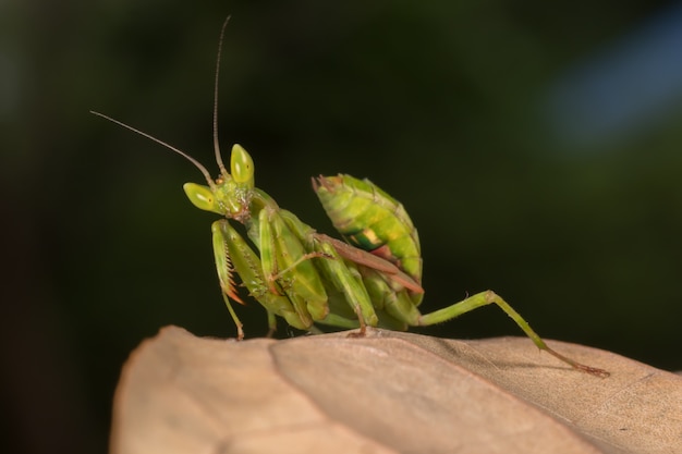 Mantis en rama de árbol