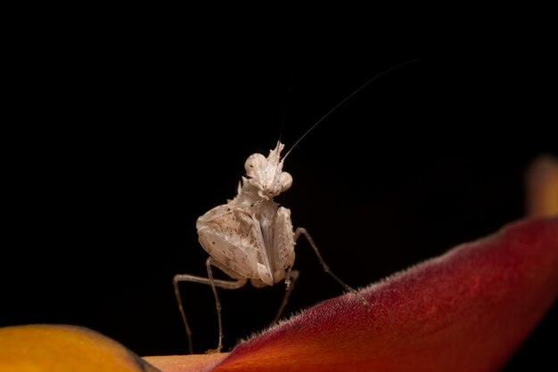 Mantis religiosa en flor