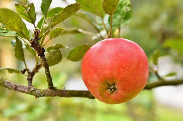 manzana colgando de un árbol