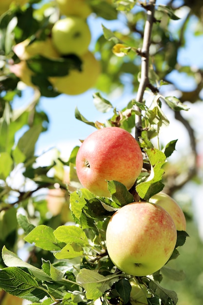 Manzanas en un árbol