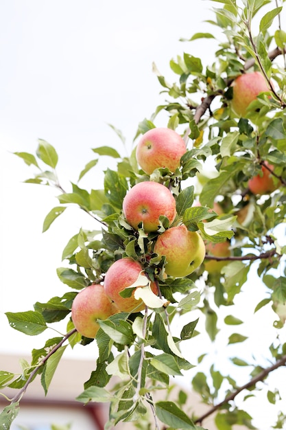 Manzanas en un árbol